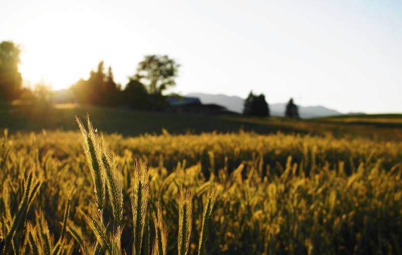 FOOD & AGRICULTURE